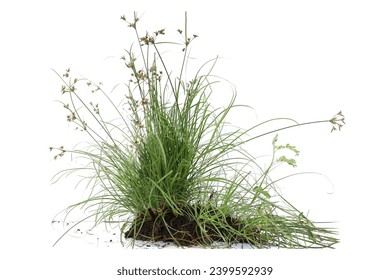 A clump of green grass isolated on a white background. - Powered by Shutterstock