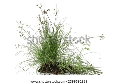 A clump of green grass isolated on a white background.