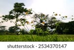 A clump of hairy beggarticks flower with blured background. Bidens pilosa