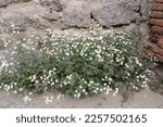 A clump of Indian chrysanthemum in bloom, a stone wall in the background