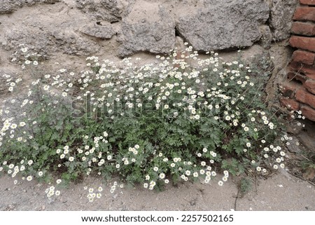 A clump of Indian chrysanthemum in bloom, a stone wall in the background