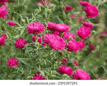 Clump of New-York aster 'Royal Ruby' (Aster novi-belgii) Beautiful mulberry-red flowers with yellow disc at top of soft and straight stems in a bushy green foliage