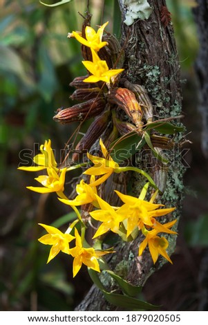 clump of orchid wild flowers on timber in rainforest with nature background 
