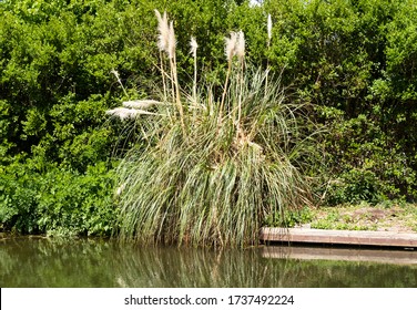 Clump Of Pampass Grass Next To A Canal