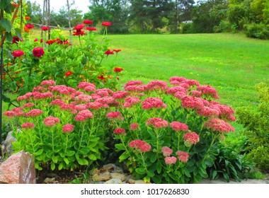 Clump Of Pink Flowering Sedum Spectabile With Green Lawn In Background