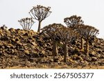 A clump of quiver trees, Aloidendron dichotomum, growing on a small rocky outcrop among the scattered boulders of the Giant Playground