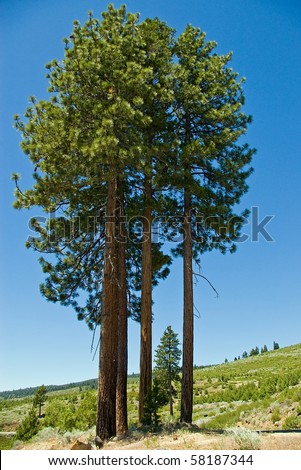 A clump of tall ponderosa pine trees in the mountains.