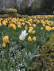 A Clump Of Yellow Daffodils, Blue Grape Hyacinths (Muscari), White Forget-me-nots, Yellow And Purple Tulips In A Sea Of Forget-me-nots. Brussels, Belgium