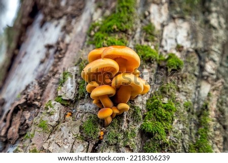 Clump of young edible winter mushrooms flammulina velutipes.
