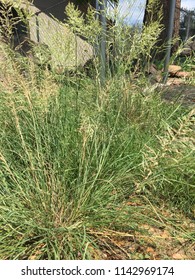 fescue tall clumping