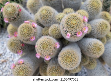 A Clumping Of Mammillaria Cactus, Succulent Plants With Cylindrical-shaped Stems, And White Wool With Small Pink Flowers On Top. The Ornamental Plant In The Rock Garden.