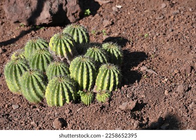 A clumping of small cactus at brown volcanic soil - Shutterstock ID 2258652395