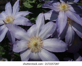 Clumps Of Blue-purple Clematis Flowers