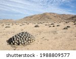 Clumps of cactus in desert landscape in Pan de Azúcar national park in Atacama desert in Chile