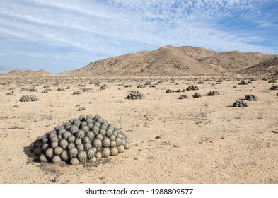 Clumps of cactus in desert landscape in Pan de Azúcar national park in Atacama desert in Chile - Shutterstock ID 1988809577
