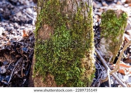 Clumps of moss on the ground and base of trees