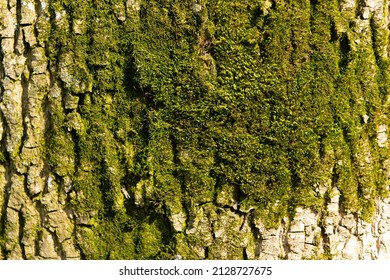 Clumps Of Mosses Grow On Tree Bark Mossy Texture, Bryophyte