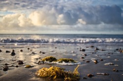 Clumps Of Seaweed Left Stranded On The Beach At Low Tide