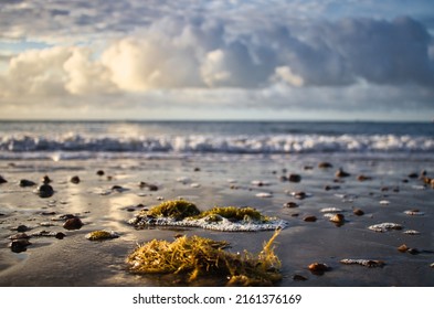 Clumps of seaweed left stranded on the beach at low tide - Powered by Shutterstock