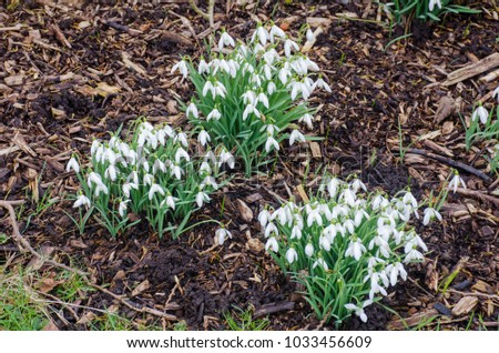 Clumps of Snowdrops in forest