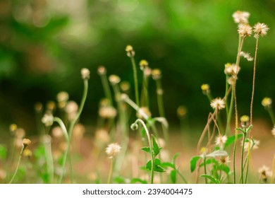 clumps of wild grass with beautiful flowers - Shutterstock ID 2394004475