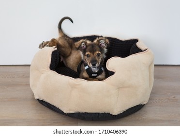 A Clumsy Puppy Climbs Up Into A Cozy Beige Bed