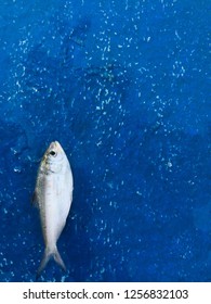 Clupeiformes Fish that was empty