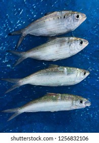 Clupeiformes Fish that was empty