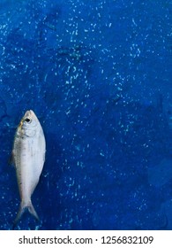 Clupeiformes Fish that was empty
