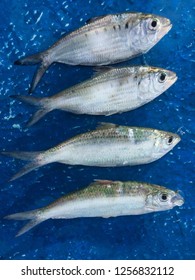 Clupeiformes Fish that was empty