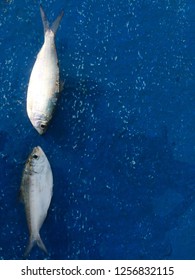 Clupeiformes Fish that was empty