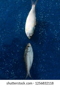 Clupeiformes Fish that was empty