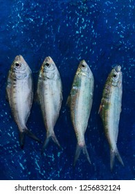 Clupeiformes Fish that was empty