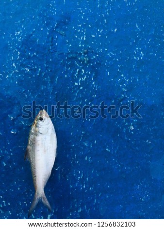 Clupeiformes Fish that was empty