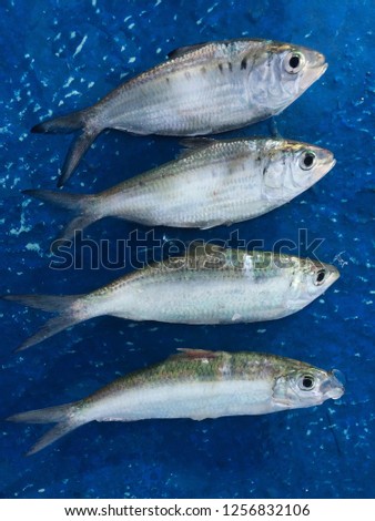 Clupeiformes Fish that was empty