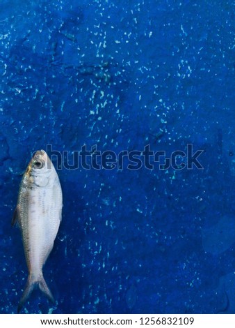 Clupeiformes Fish that was empty