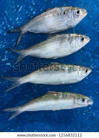 Clupeiformes Fish that was empty