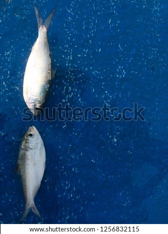 Clupeiformes Fish that was empty