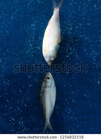 Clupeiformes Fish that was empty