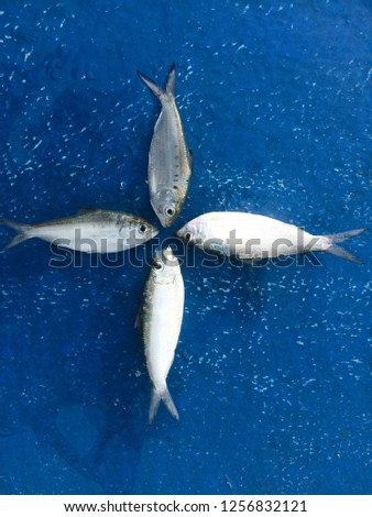 Clupeiformes Fish that was empty
