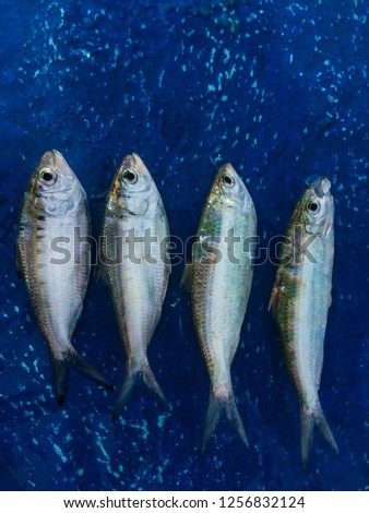 Clupeiformes Fish that was empty