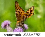 Cluse up or macro shot of a Great Spangled Fritillary butterfly (Speyeria cybele) pollinating a Bull Thistle (Cirsium vulgare) blossom in Chippewa National Forest in northern Minnesota USA