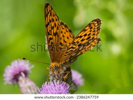 Cluse up or macro shot of a Great Spangled Fritillary butterfly (Speyeria cybele) pollinating a Bull Thistle (Cirsium vulgare) blossom in Chippewa National Forest in northern Minnesota USA