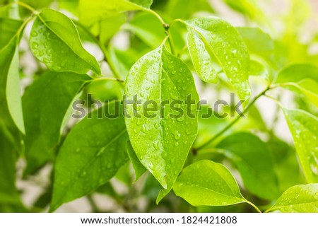 Cluse up water drop on Leaf of Cinnamomum camphora tree