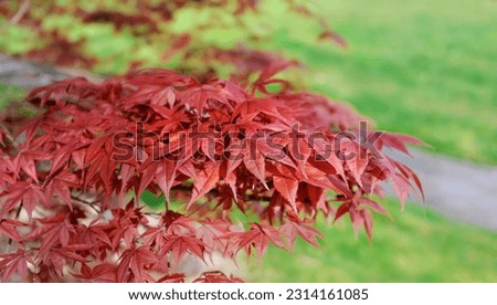 cluseup on red leaf of a japanese maple tree in a garden 