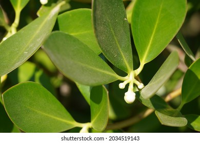 Clusia Rosea Or The Autograph Tree, Balsam Apple, Scotch Attorney, Copey