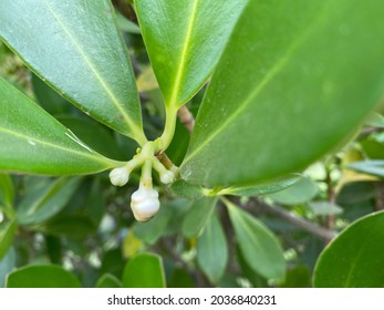 Clusia Rosea Or The Autograph Tree, Balsam Apple, Scotch Attorney, Copey