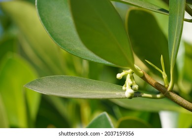 Clusia Rosea Or The Autograph Tree, Balsam Apple, Scotch Attorney, Copey