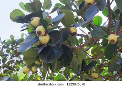 Clusia Rosea, The Autograph Tree, Copey, Balsam Apple, Pitch-apple, And Scotch Attorney, Is A Tropical And Sub-tropical Plant Species In The Genus Clusia. 