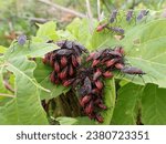 Cluster of Adult and Nymph Box-Elder Bugs warming themselves on leaves of Manitoba Maple